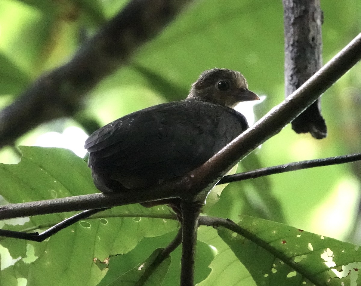 Maleo - ML641148328