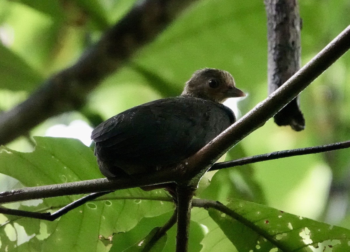 Maleo - ML641148329
