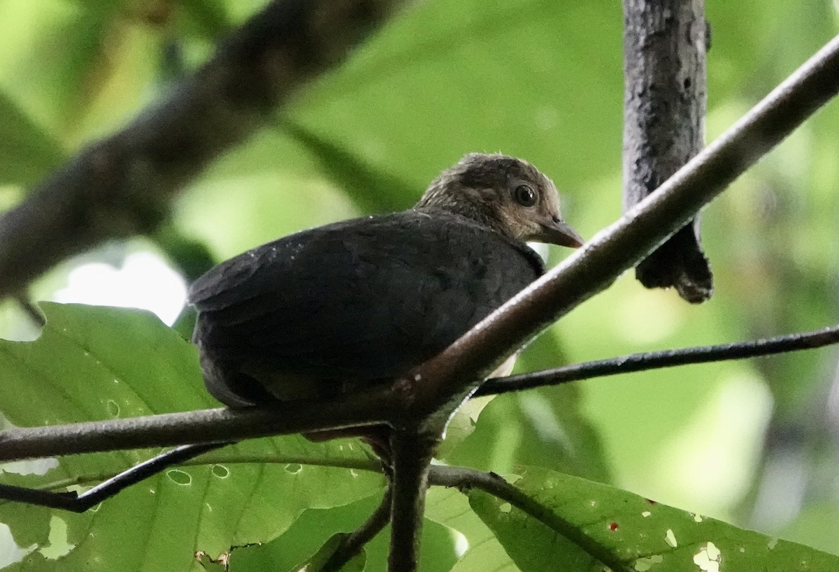 Maleo - ML641148330
