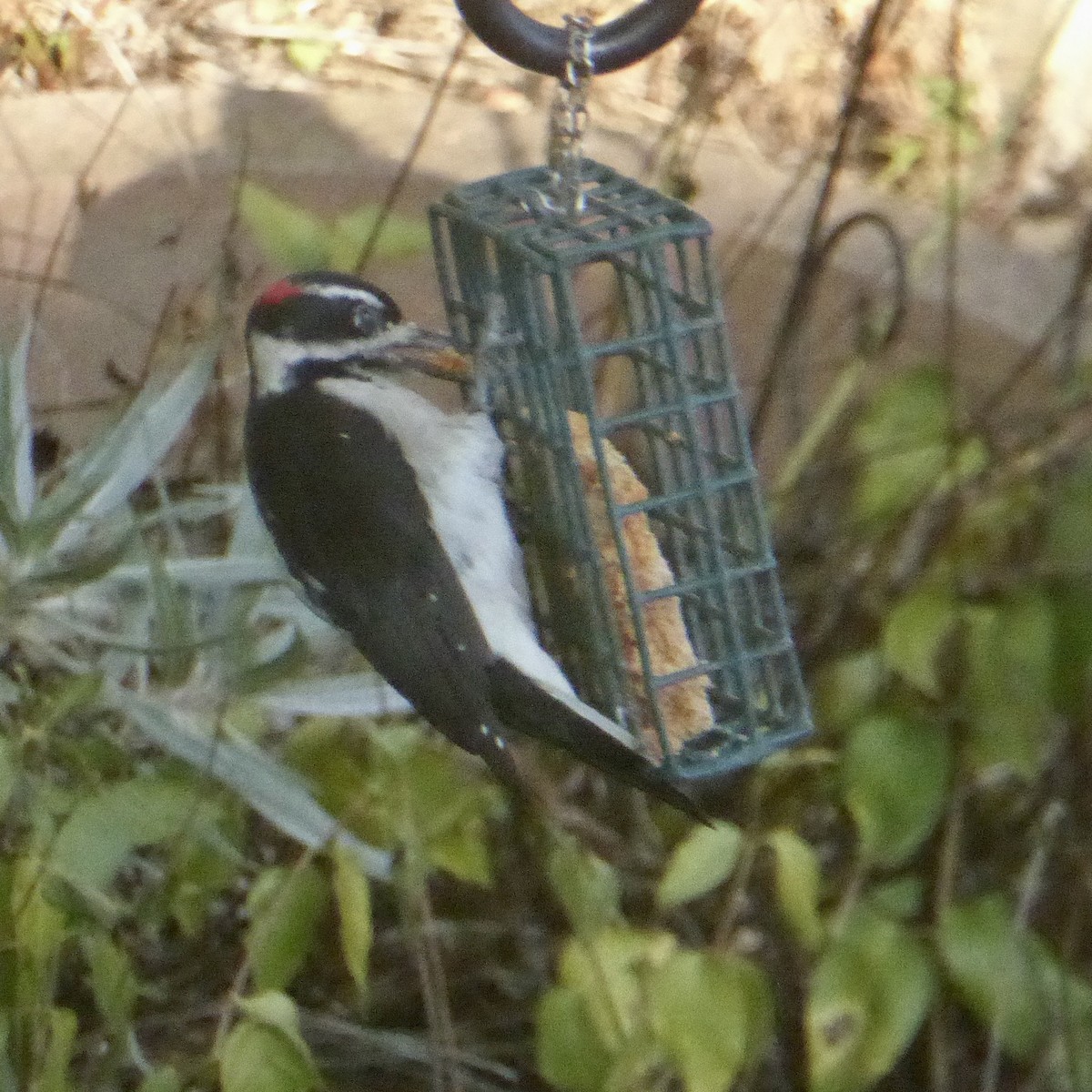 Hairy Woodpecker - ML641148331