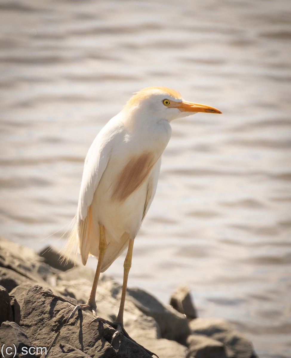 Western Cattle-Egret - ML641148337