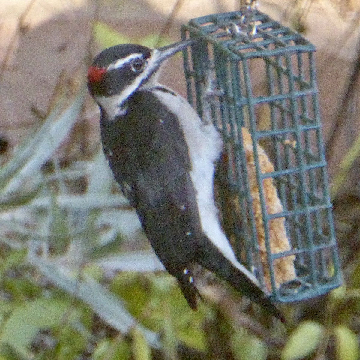 Hairy Woodpecker - ML641148344