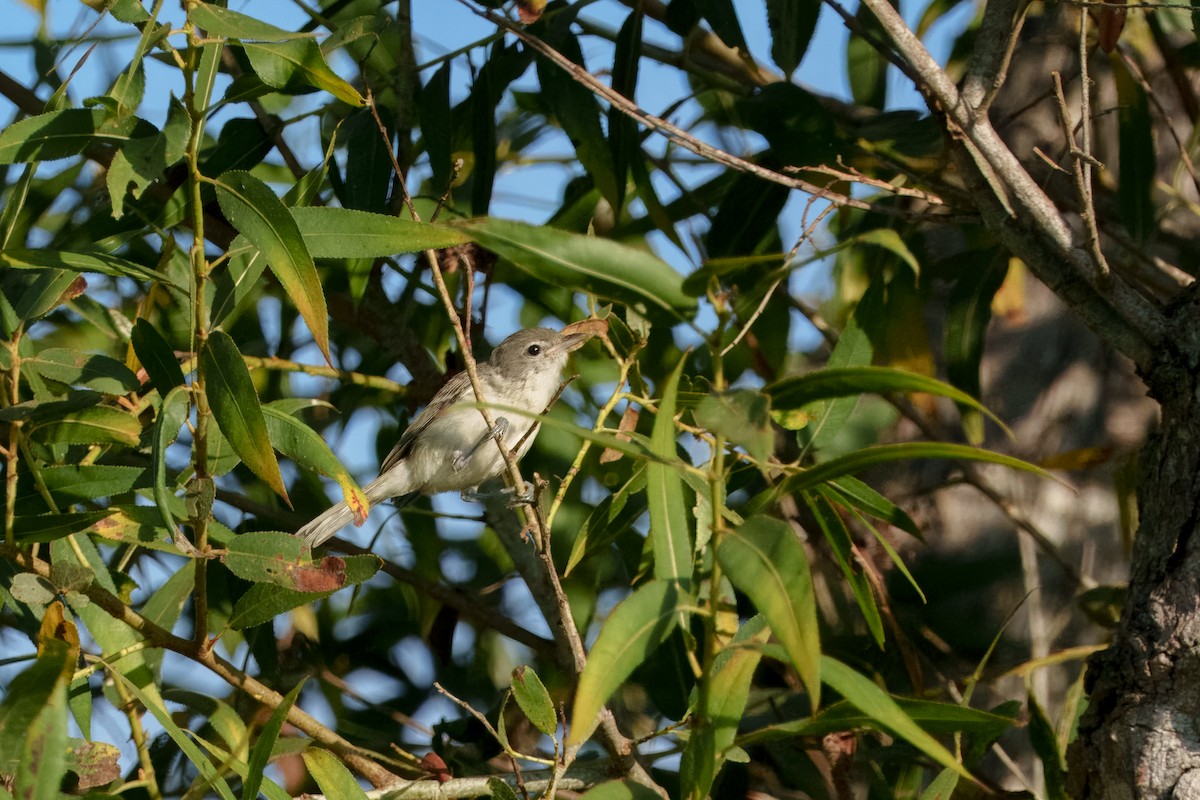 Bell's Vireo (Least) - ML641148345