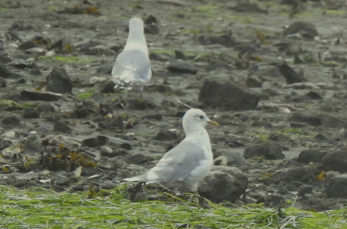 American Herring Gull - ML641148347