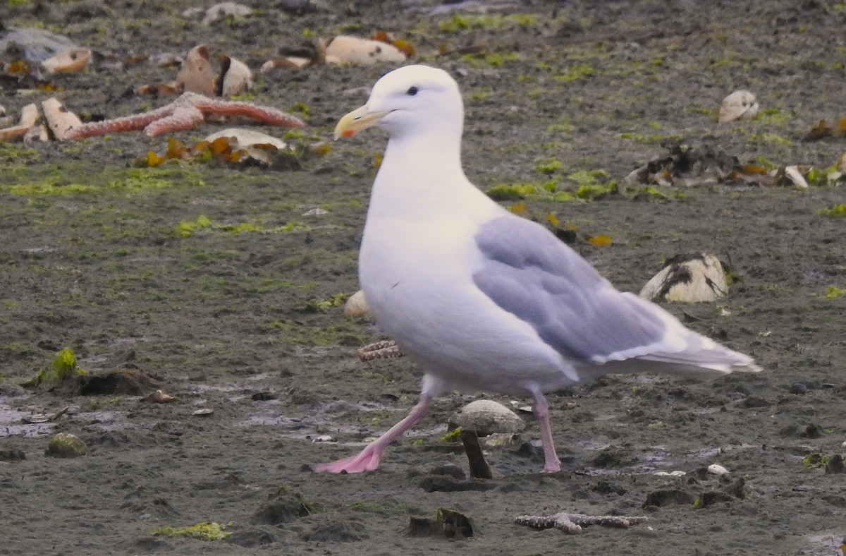 American Herring Gull - ML641148350
