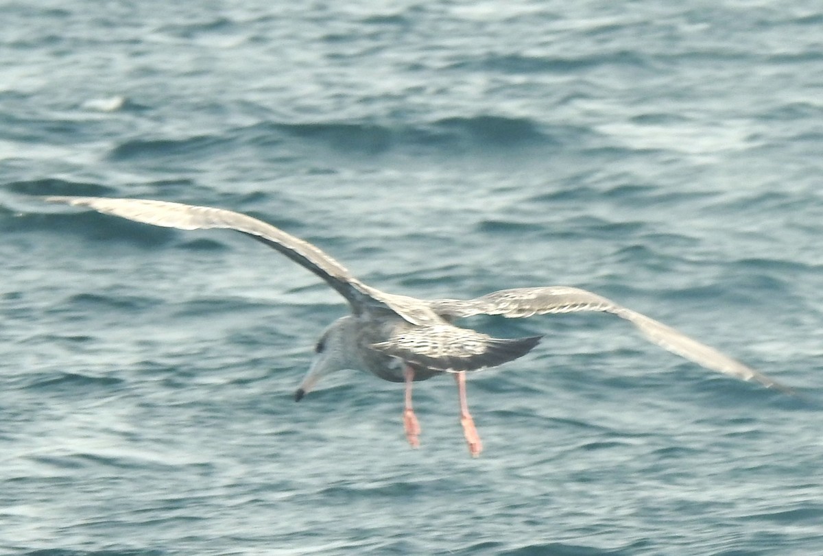 American Herring Gull - ML641148351