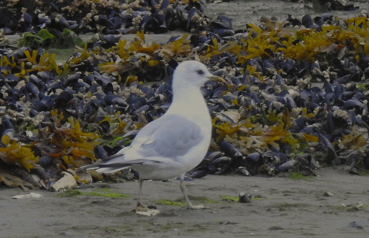 American Herring Gull - ML641148352