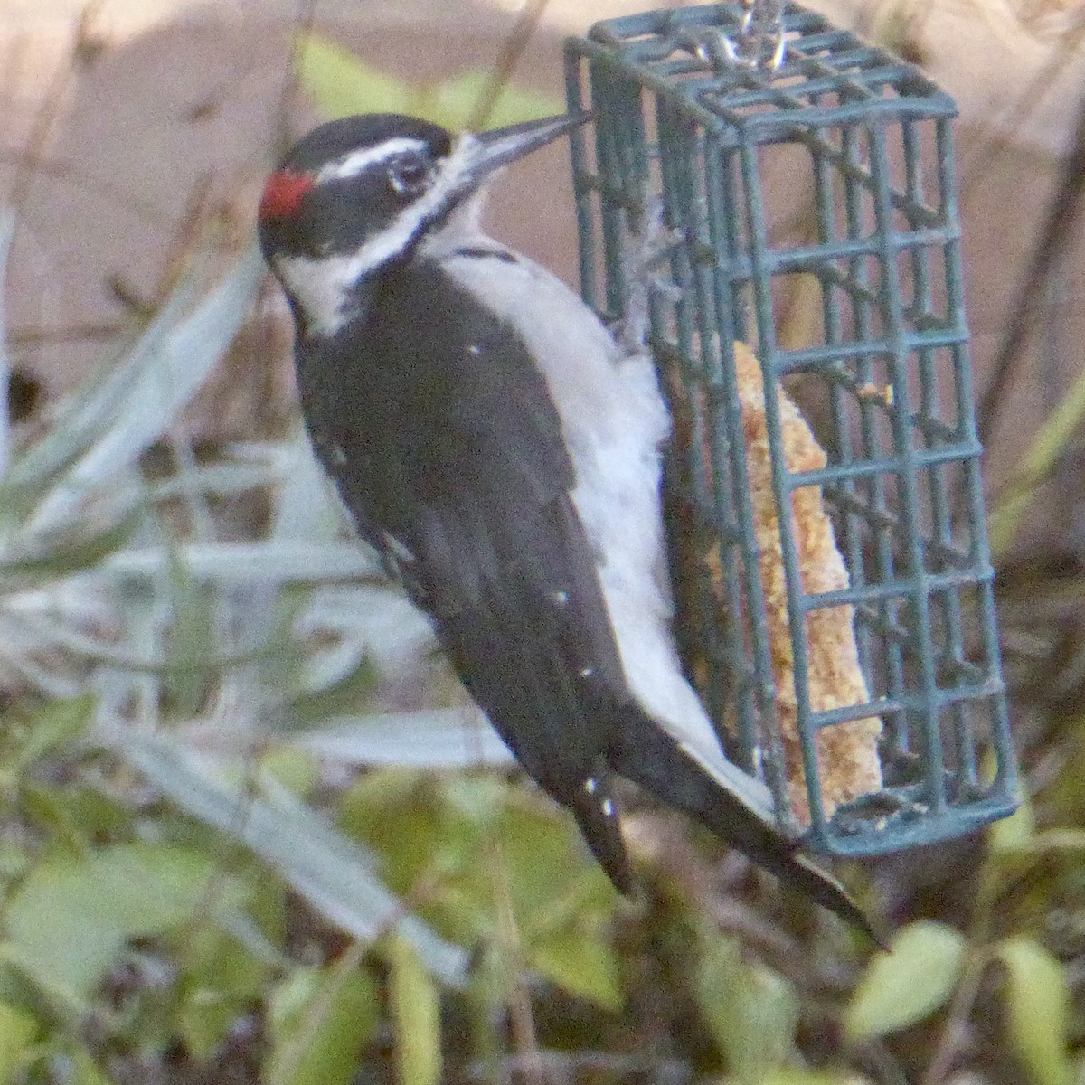 Hairy Woodpecker - ML641148356