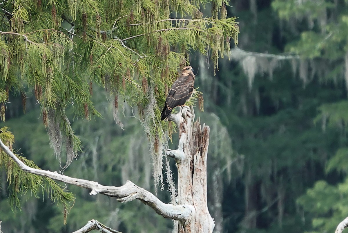 Snail Kite - ML641148357