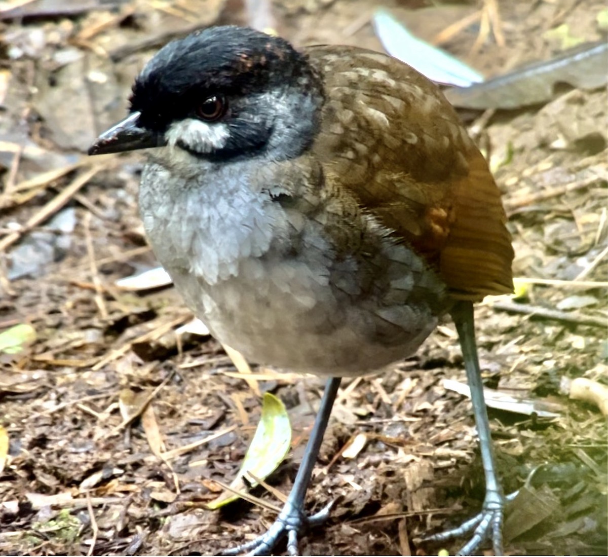 Jocotoco Antpitta - ML641148358