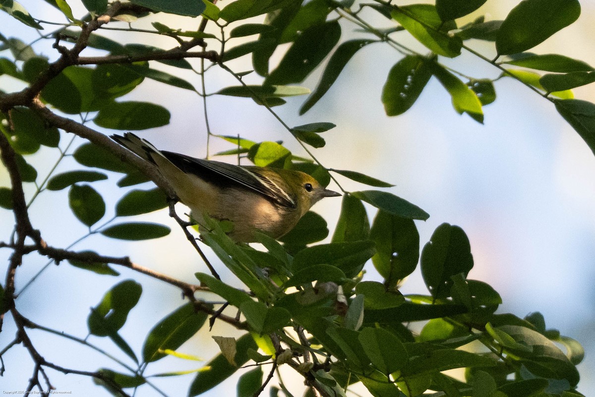 Bay-breasted Warbler - ML641148366