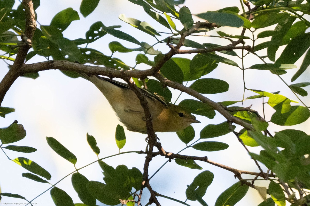 Bay-breasted Warbler - ML641148367