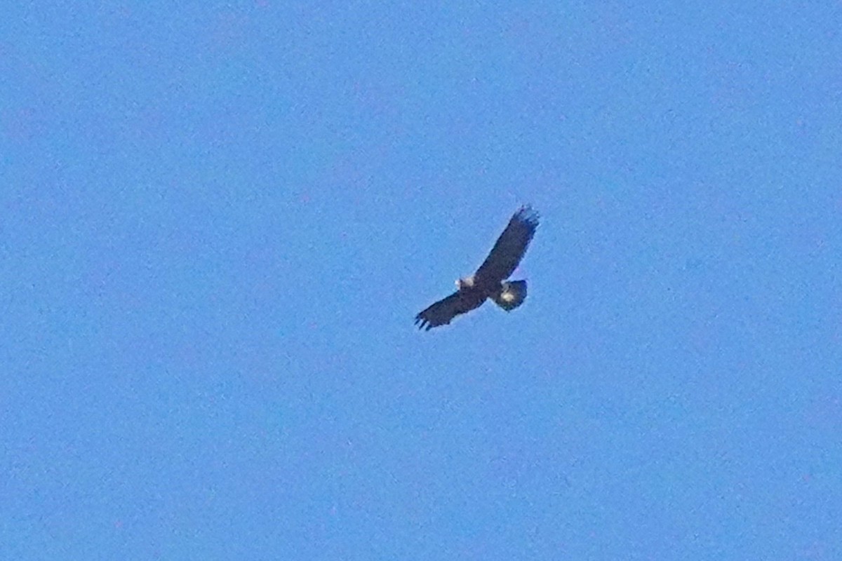 Golden Eagle - ML641148368