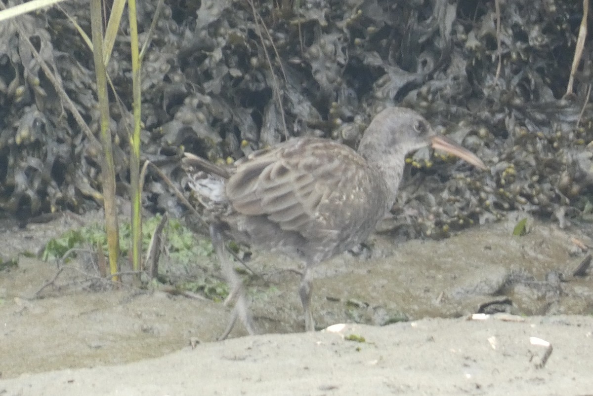 Clapper Rail - ML641148371
