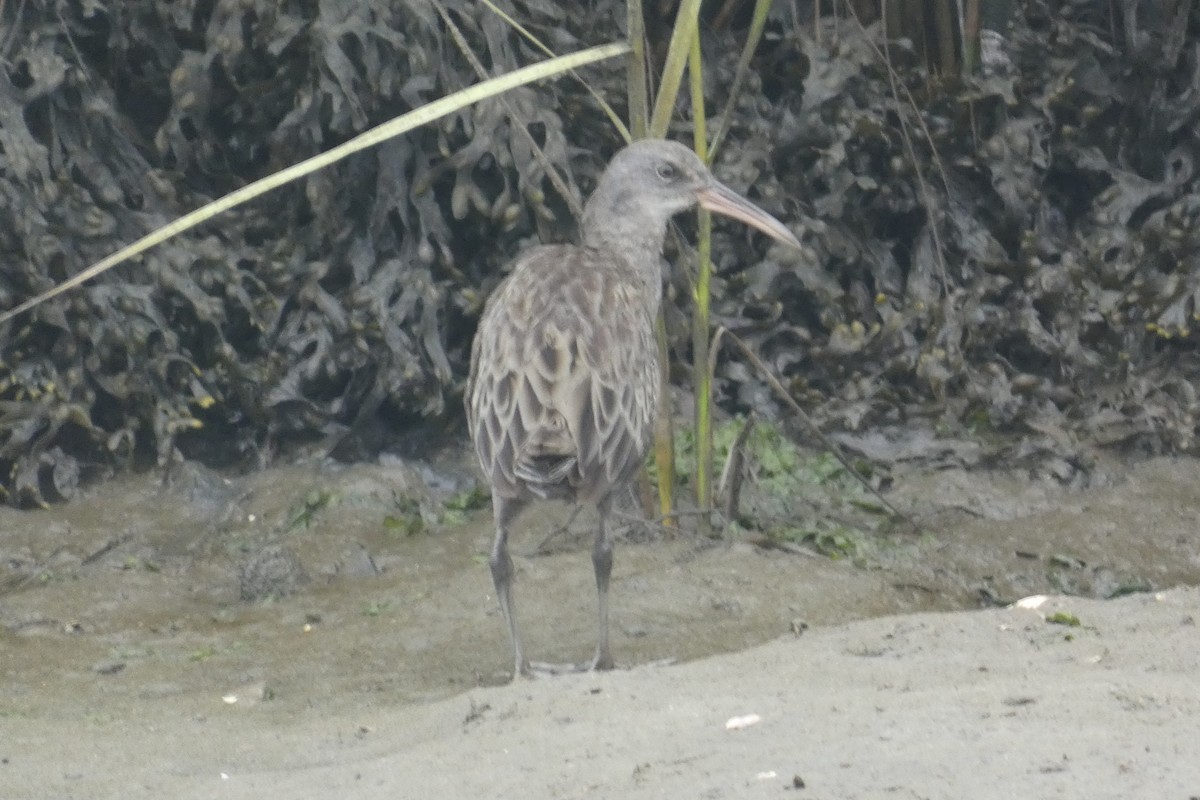 Clapper Rail - ML641148372
