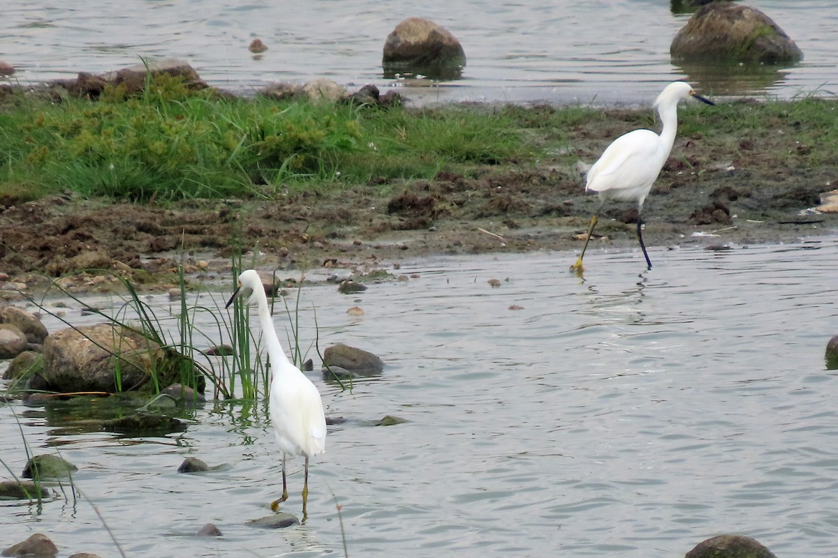 Snowy Egret - ML641148376