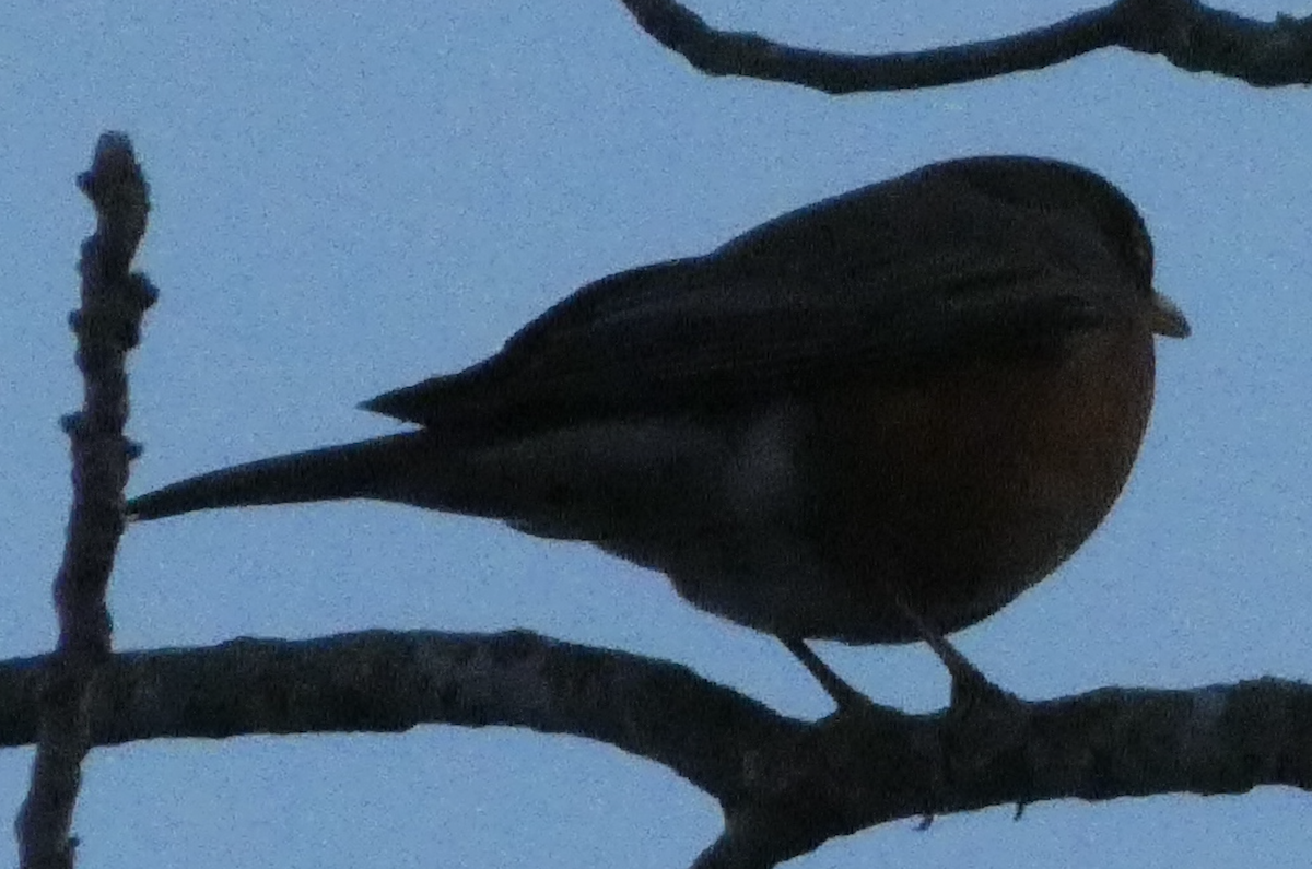 American Robin - ML641148385