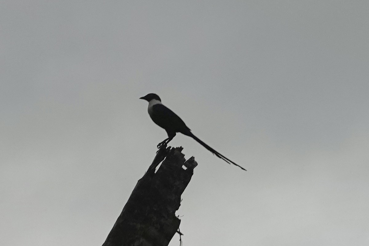 White-necked Myna - ML641148386