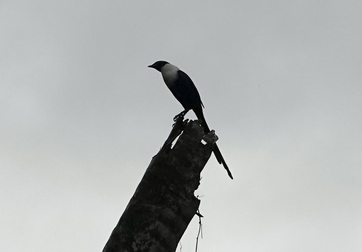 White-necked Myna - ML641148387