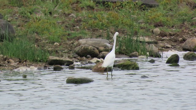Snowy Egret - ML641148388