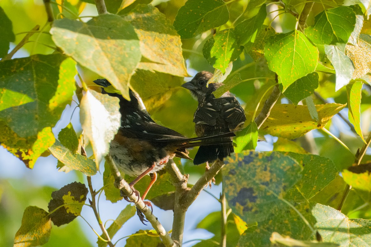 Spotted Towhee - ML641148394