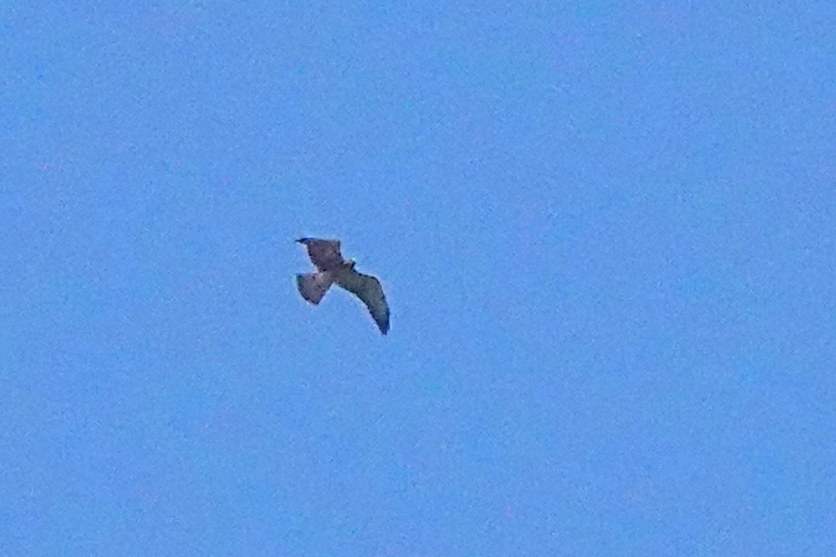 Swainson's Hawk - ML641148401