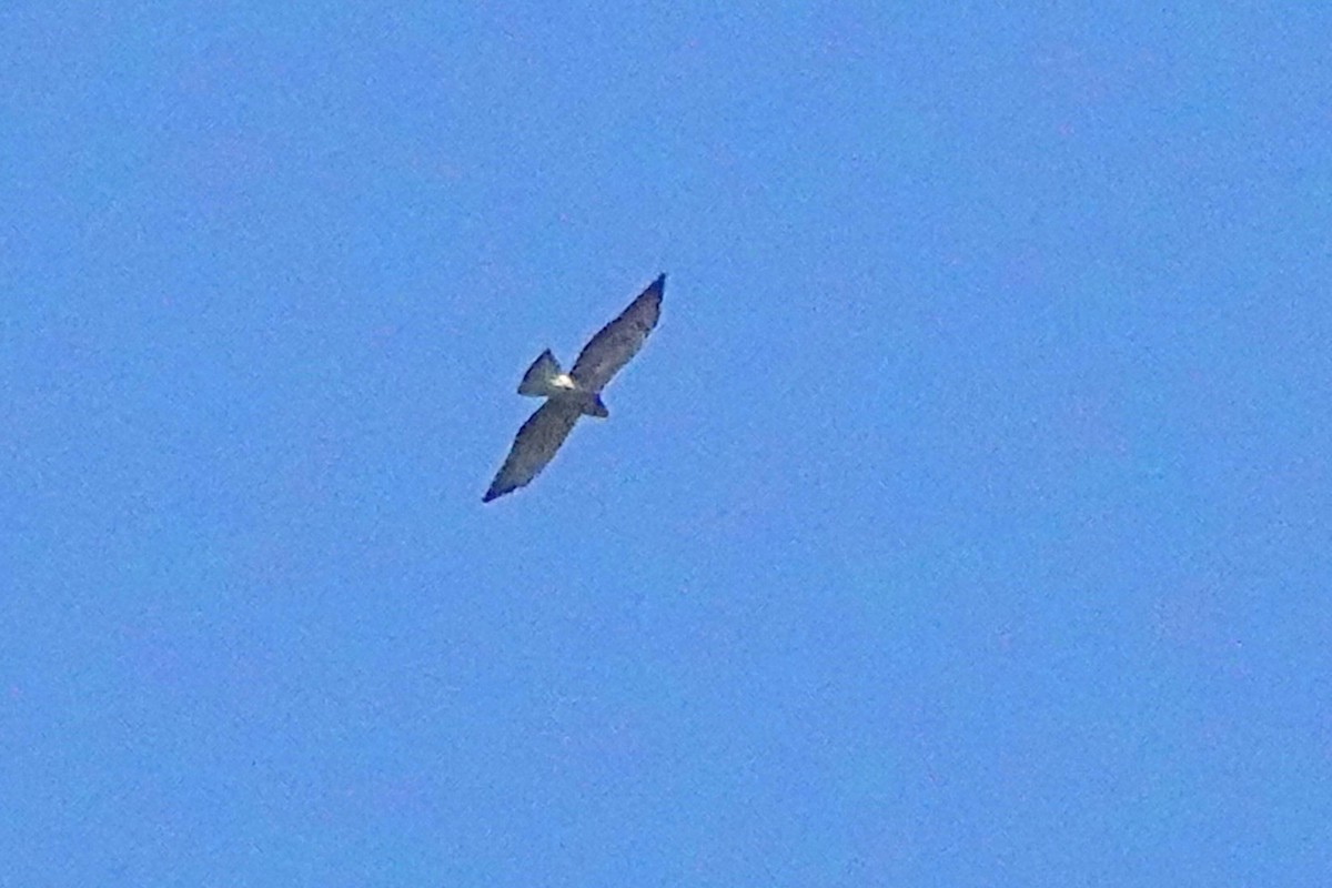 Swainson's Hawk - ML641148403