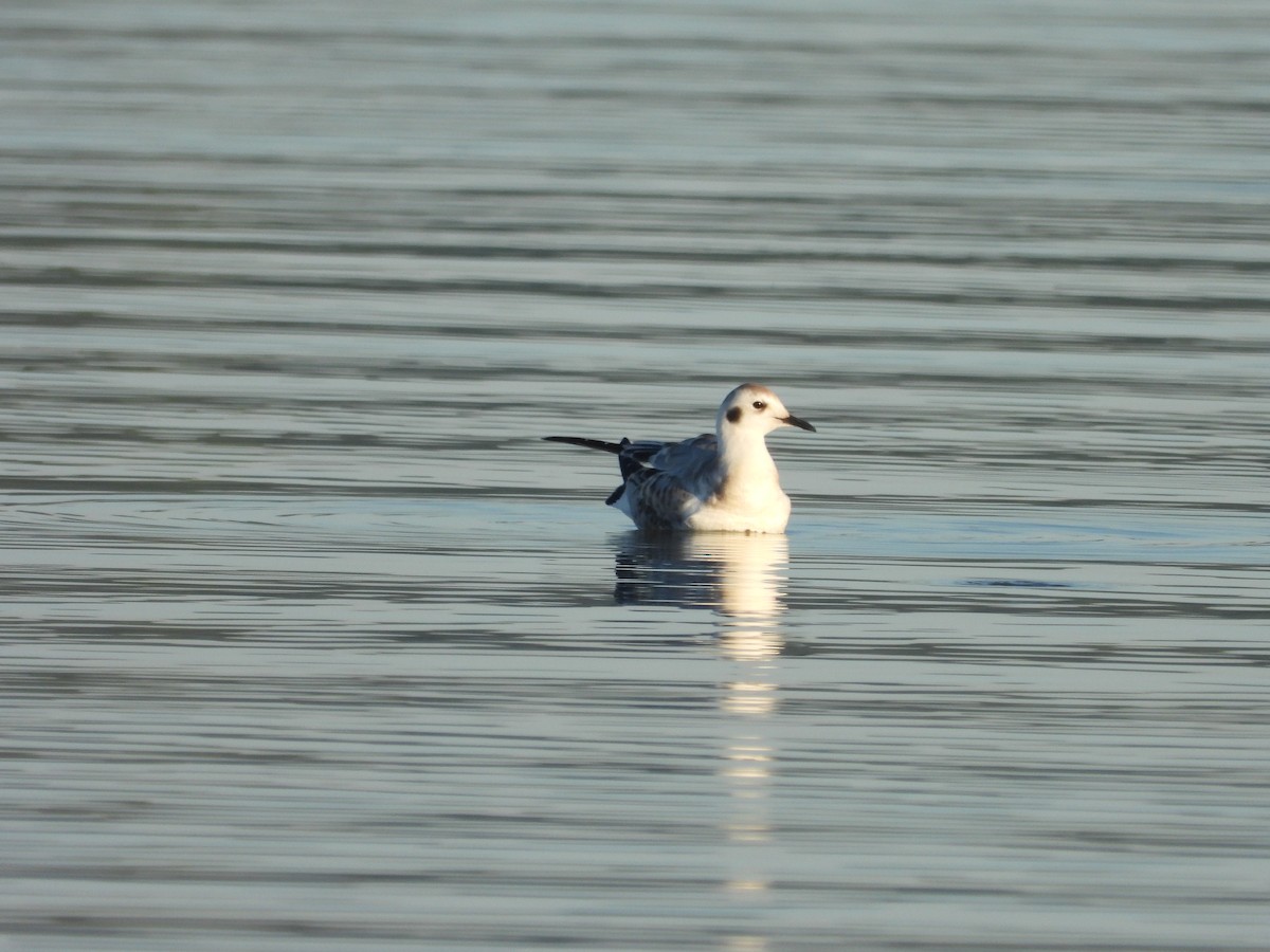 Gaviota de Bonaparte - ML641148414