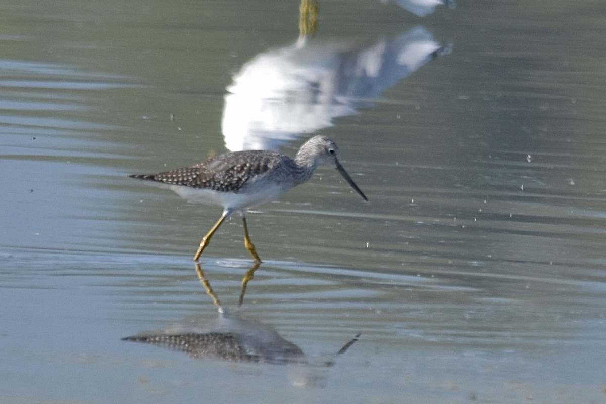 Greater Yellowlegs - ML641148434