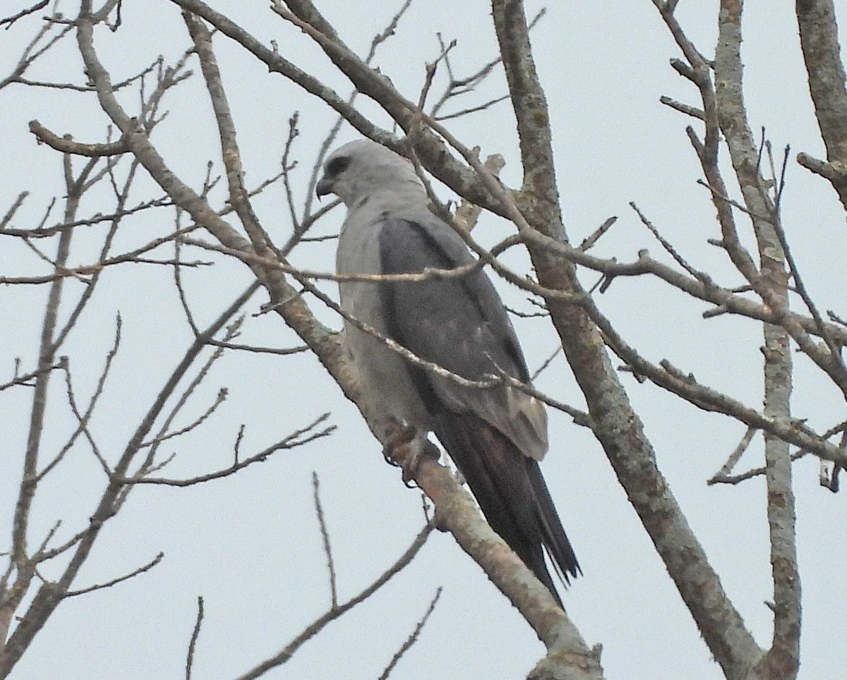 Mississippi Kite - ML641148440