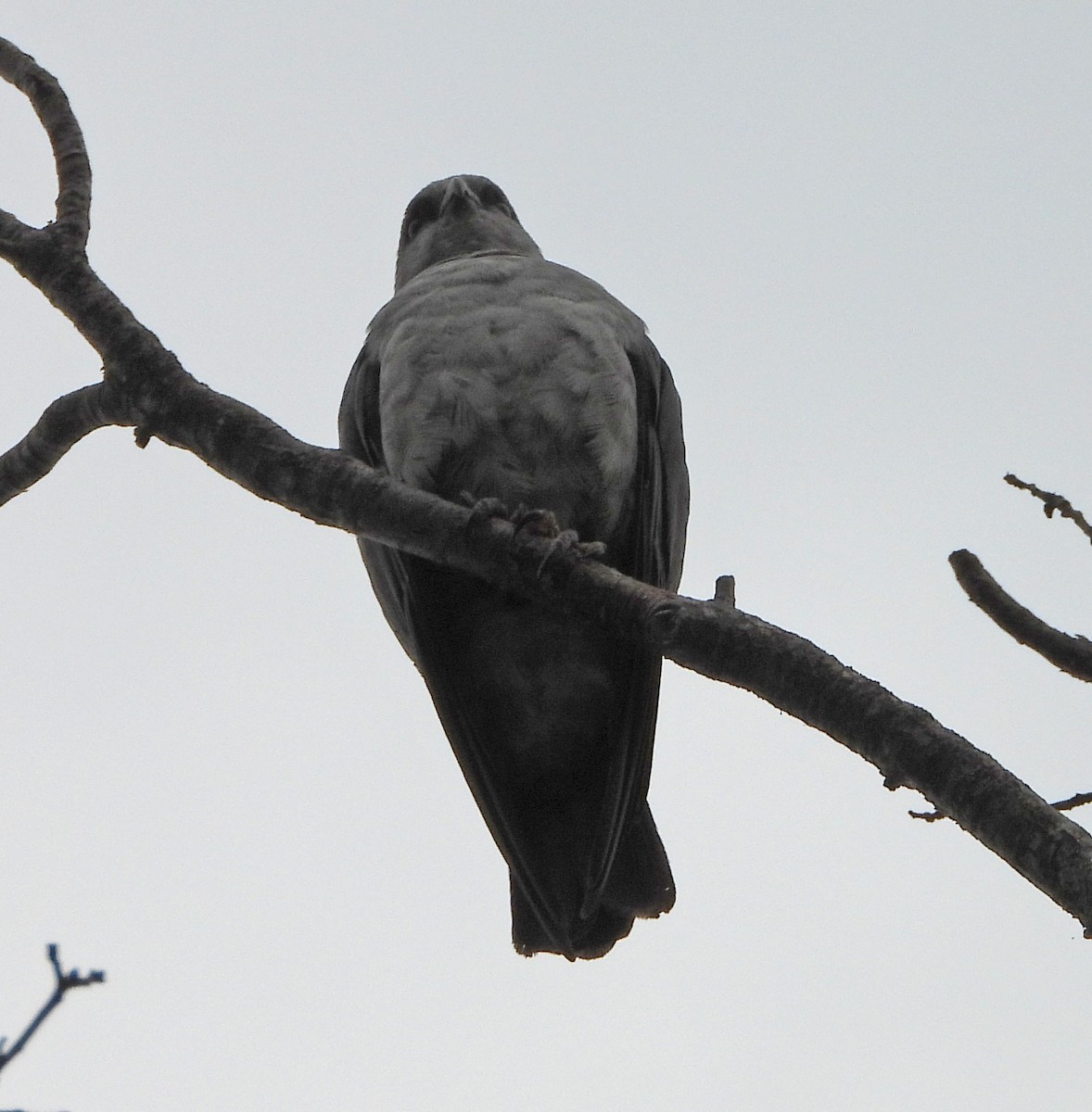 Mississippi Kite - ML641148441