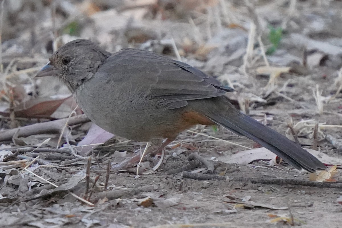 カリフォルニアムジトウヒチョウ - ML641148473