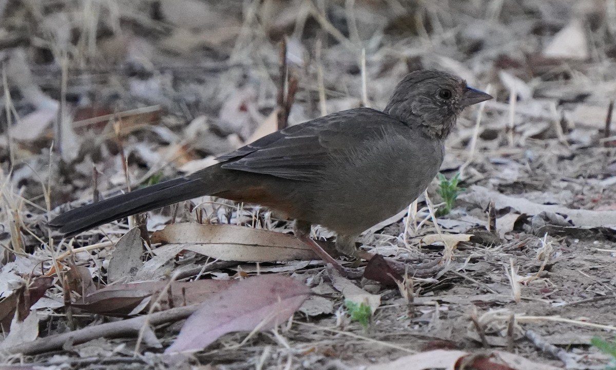 カリフォルニアムジトウヒチョウ - ML641148474
