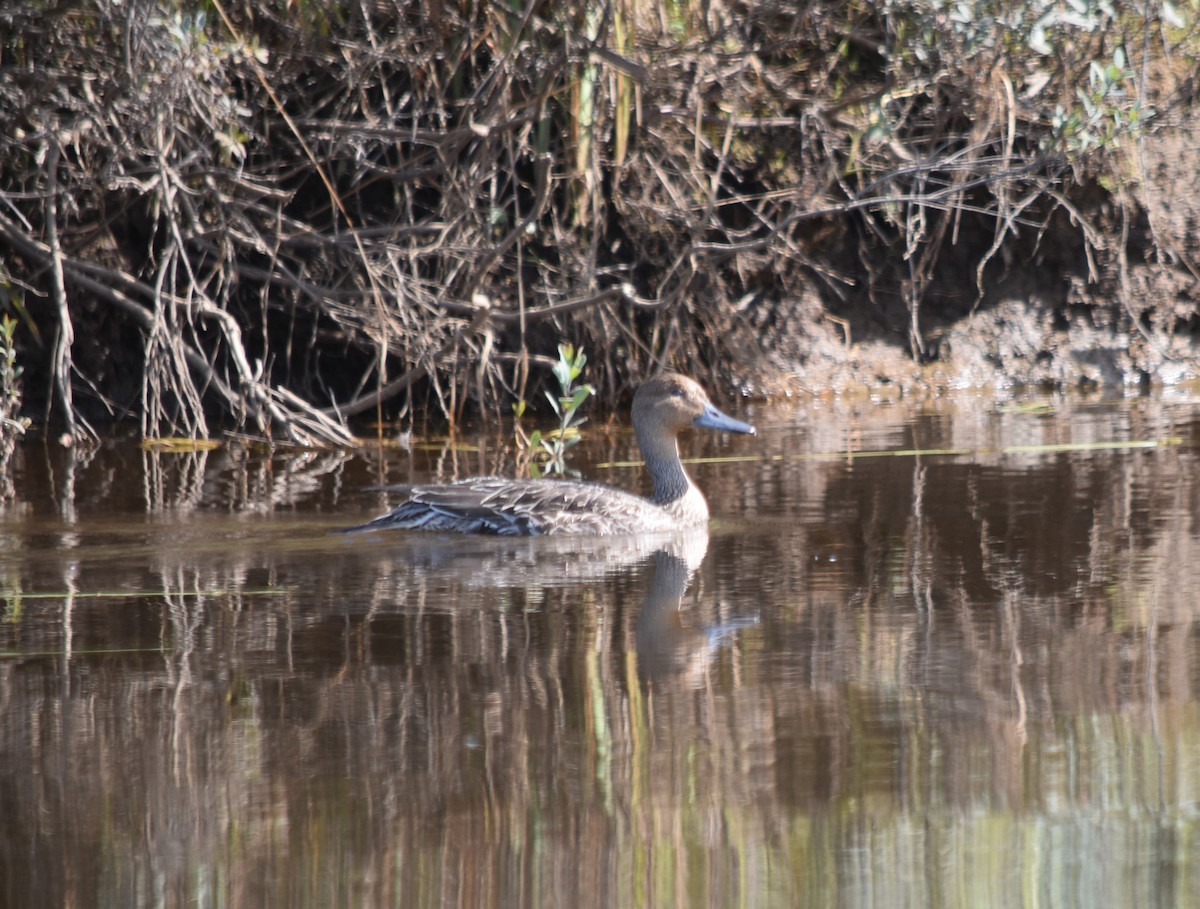 Northern Pintail - ML641148499
