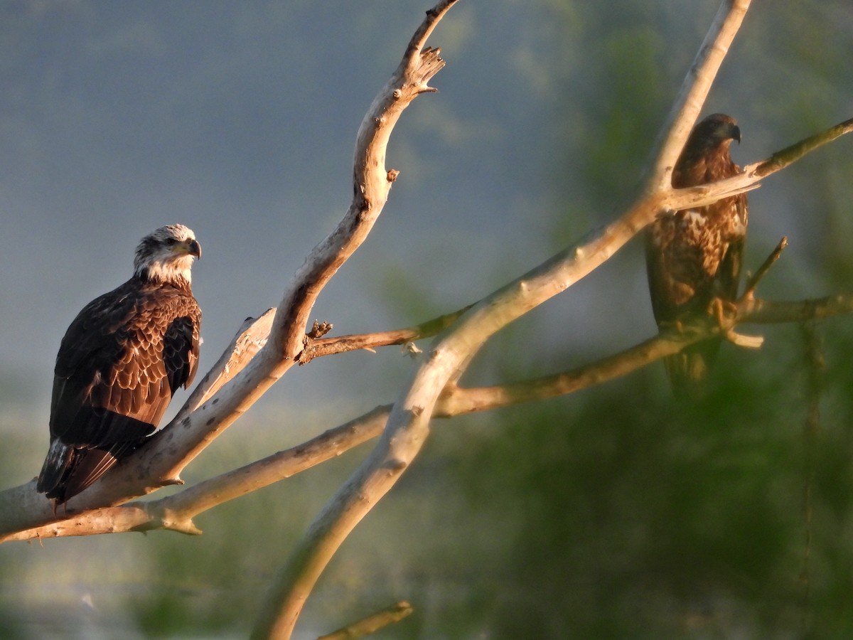 Bald Eagle - ML641148510