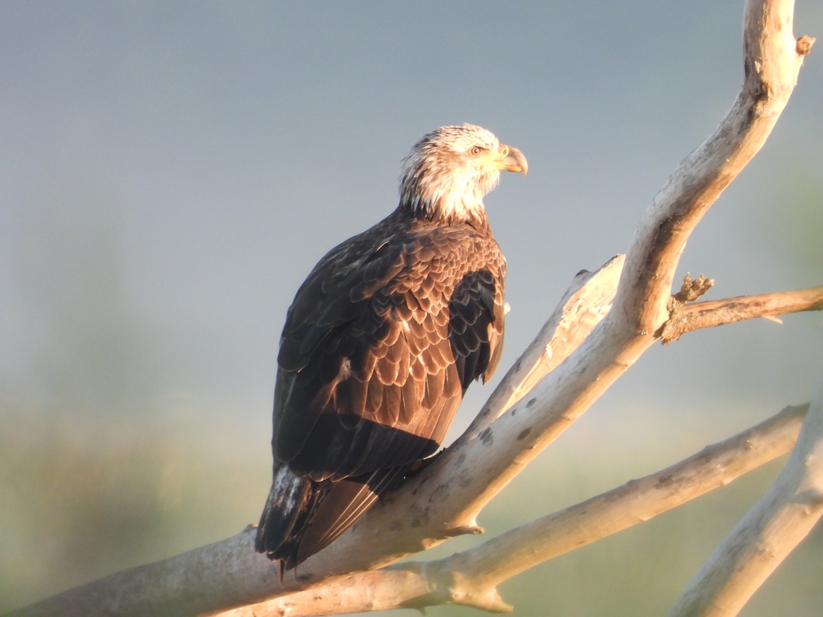 Bald Eagle - ML641148511