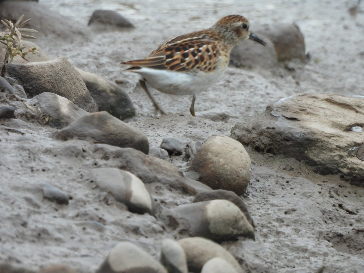 Least Sandpiper - ML641148516