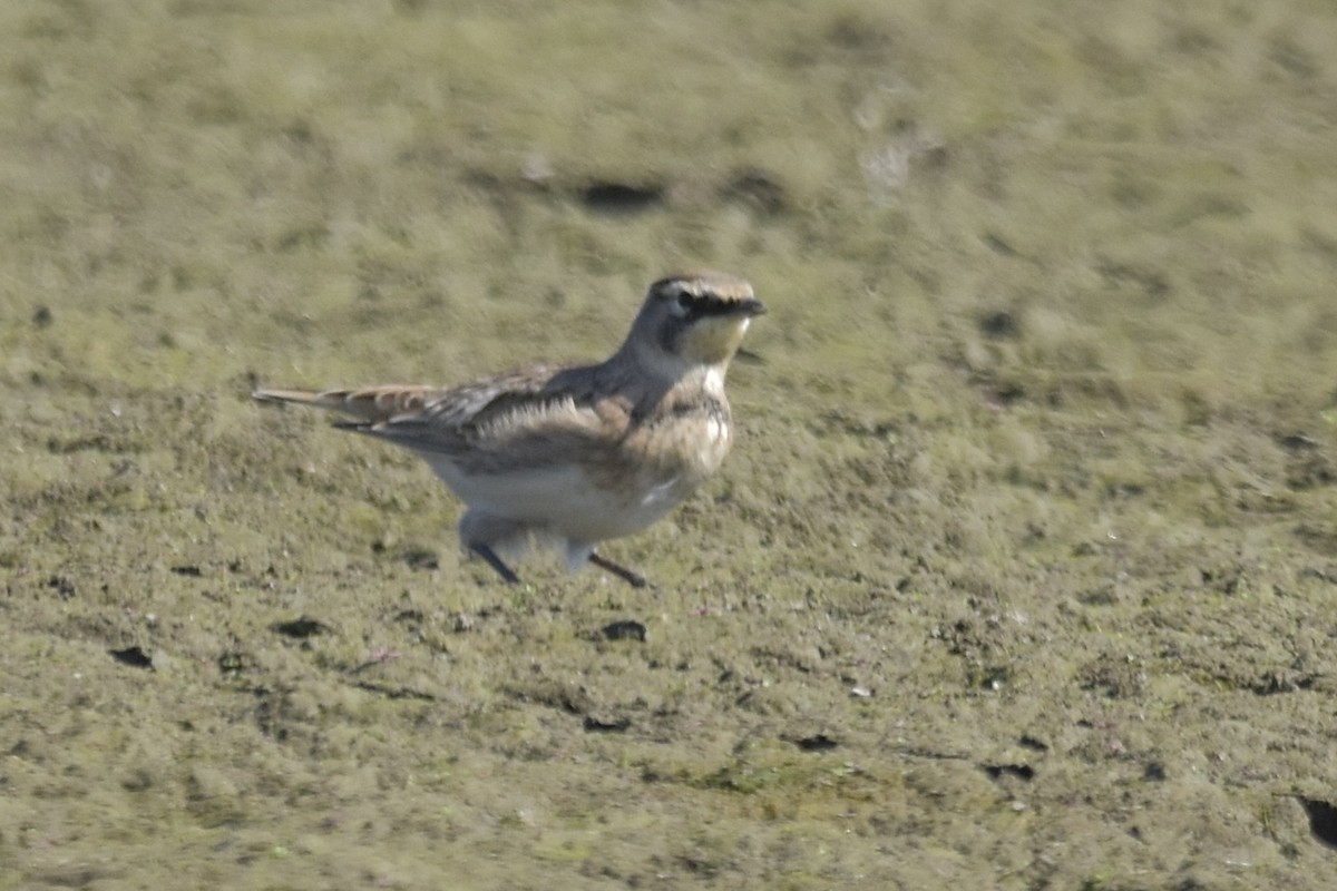 Horned Lark - ML641148525