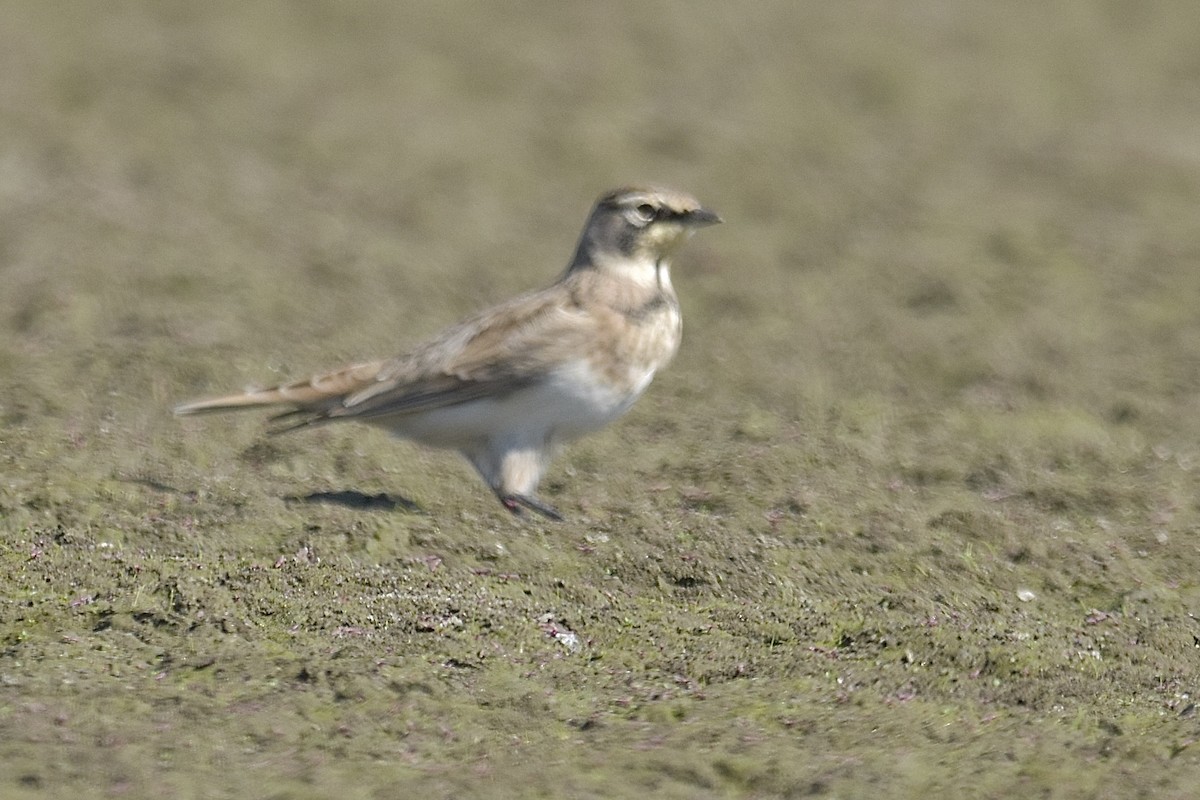 Horned Lark - ML641148526