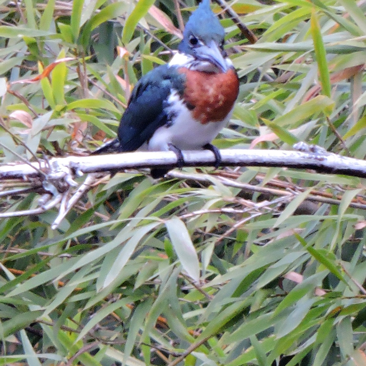 rybařík amazonský - ML641148528