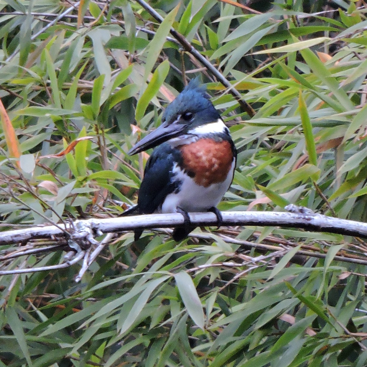 rybařík amazonský - ML641148530