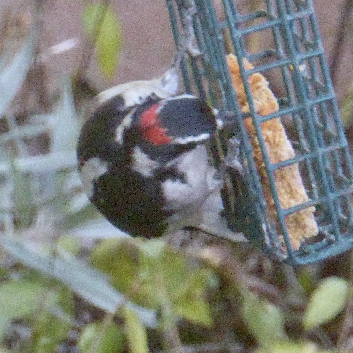 Hairy Woodpecker - ML641148531