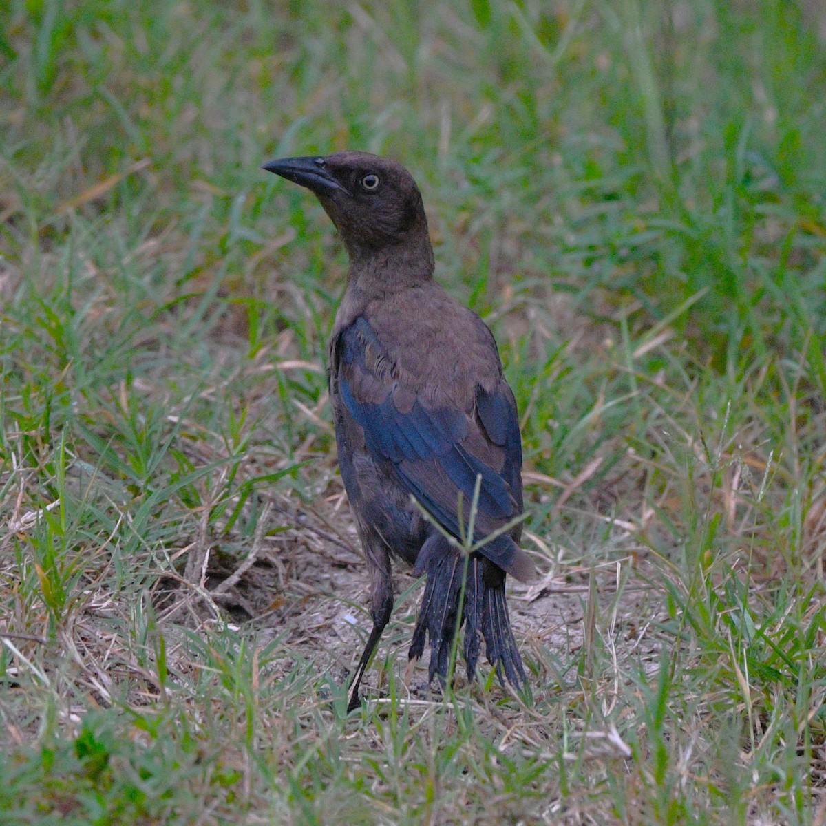 Common Grackle - ML641148532