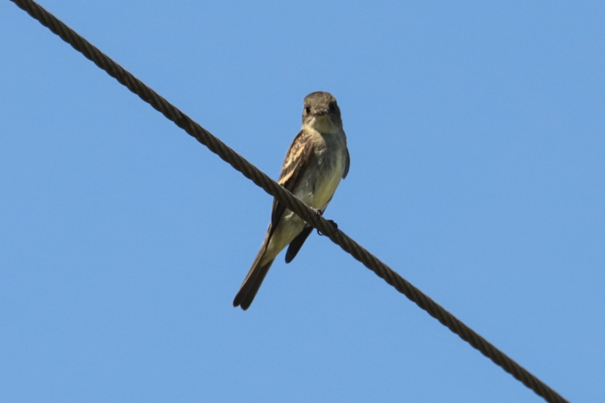 tyranovec východní - ML641148535