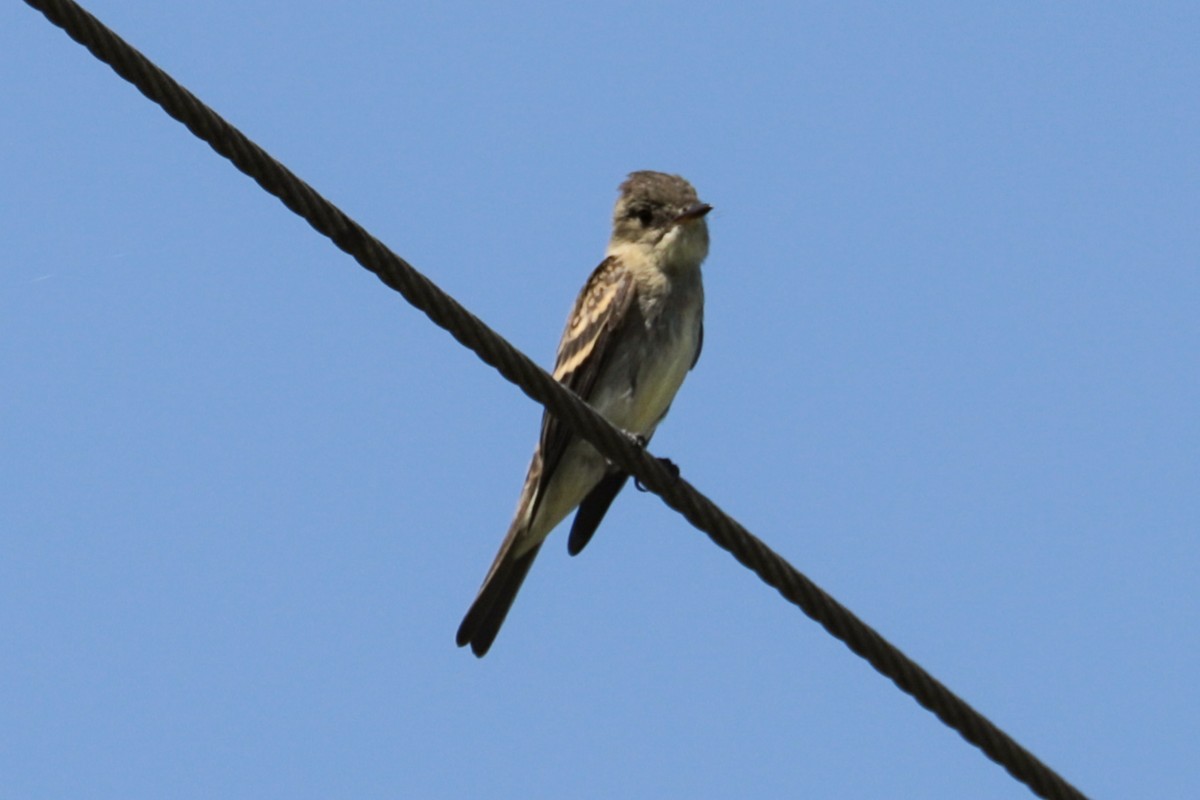 tyranovec východní - ML641148538