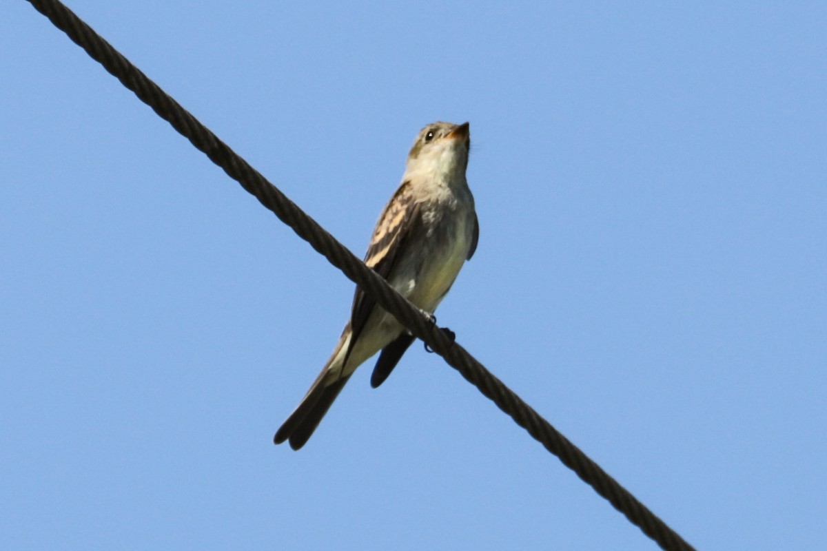 tyranovec východní - ML641148544