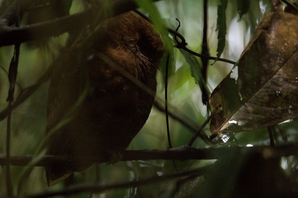 Choco Screech-Owl - ML641148550