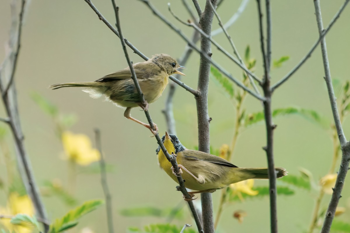 Common Yellowthroat - ML641148559