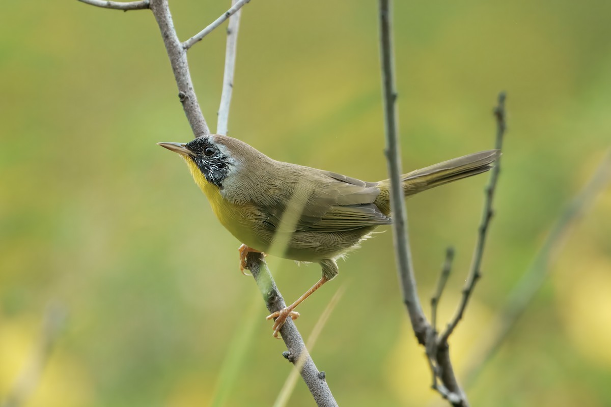 Common Yellowthroat - ML641148560
