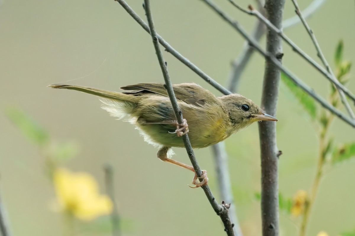 Common Yellowthroat - ML641148561